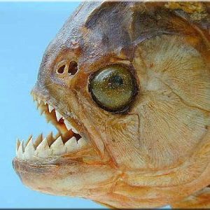 Huisdieren aan het werk