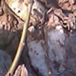 Parasiet in de Polder