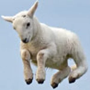 Spring! Het is Lente.