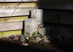 My Secret Garden IX