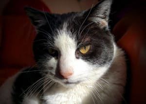 De Oude Kat