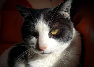 De Oude Kat