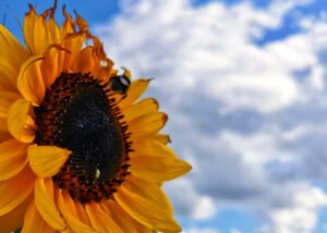 Blommezoen