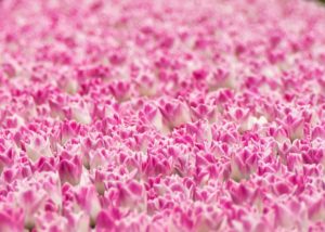 Tulpen Goeree-Overflakkee