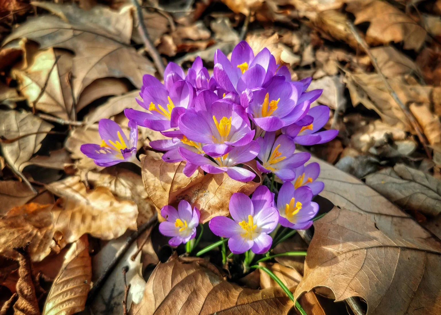 Krokussen