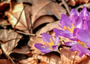 Krokus